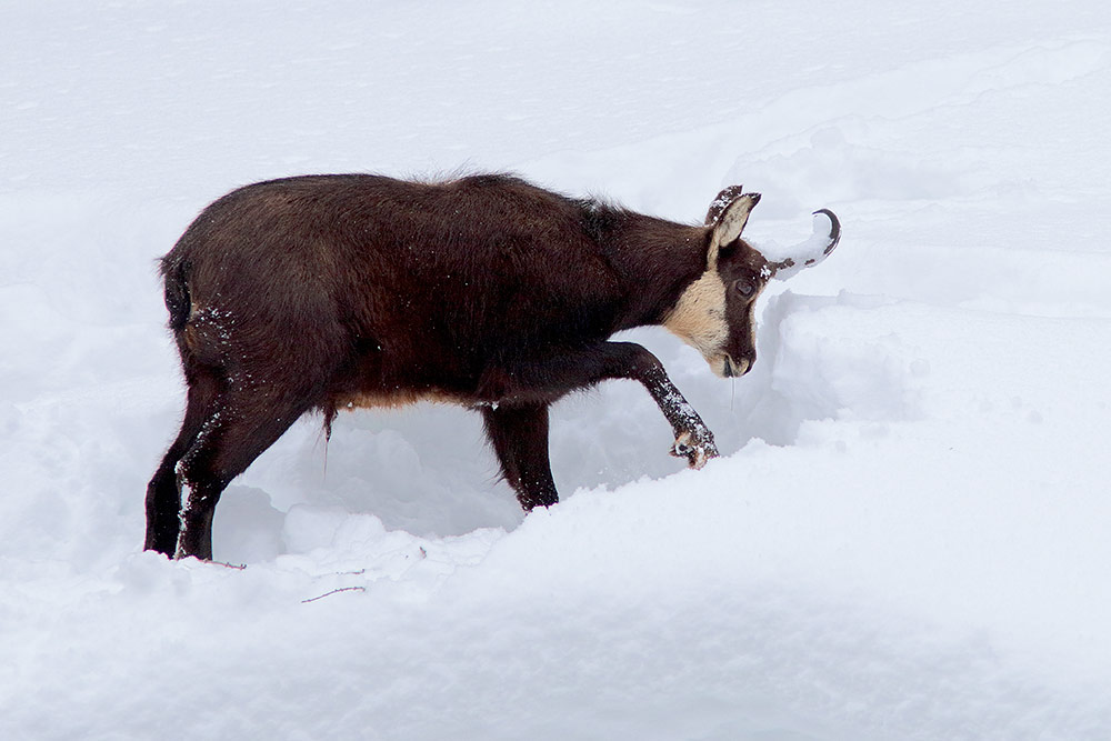 Camosci gran paradiso